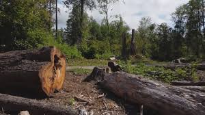  Fort Wayne, IN Tree Removal Pros