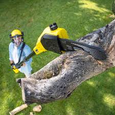 Best Stump Grinding and Removal  in Fort Wayne, IN
