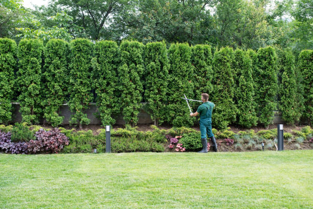 Best Tree Mulching  in Fort Wayne, IN