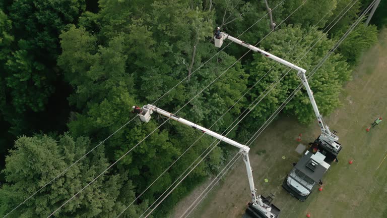 Best Hazardous Tree Removal  in Fort Wayne, IN