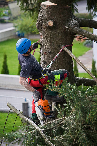 Best Emergency Tree Removal  in Fort Wayne, IN