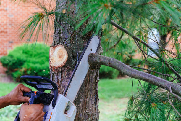How Our Tree Care Process Works  in  Fort Wayne, IN